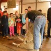 Sheep Shearing at East Hill Farm 4-21-15 Sheep Shearing 8 DURING