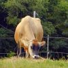 Ask a Farmer: Callie Goes on Maternity Leave Callie Grazing 7
