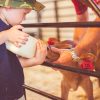 5 Top Activities to Accompany Your Farm Stay: Spring Edition feeding-calf