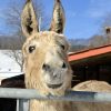 5 Top Activities to Enhance Your East Hill Farm Stay: Winter Edition smiley-winter-donkey-1