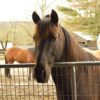 Love Letters From Our Farmily Velvet