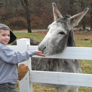 feeding the donkey at East Hill Farm