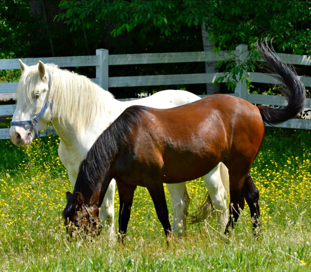 Horses at East Hill Farm