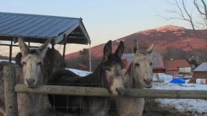 donkeys in the winter at East Hill Farm