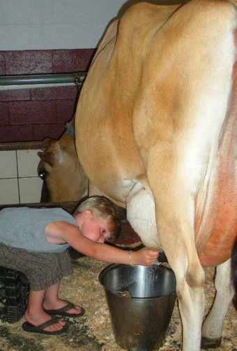 boy milking