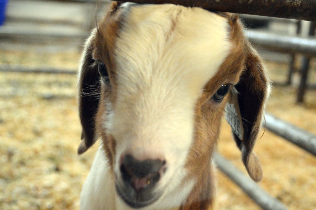 Kid goat at East Hill Farm