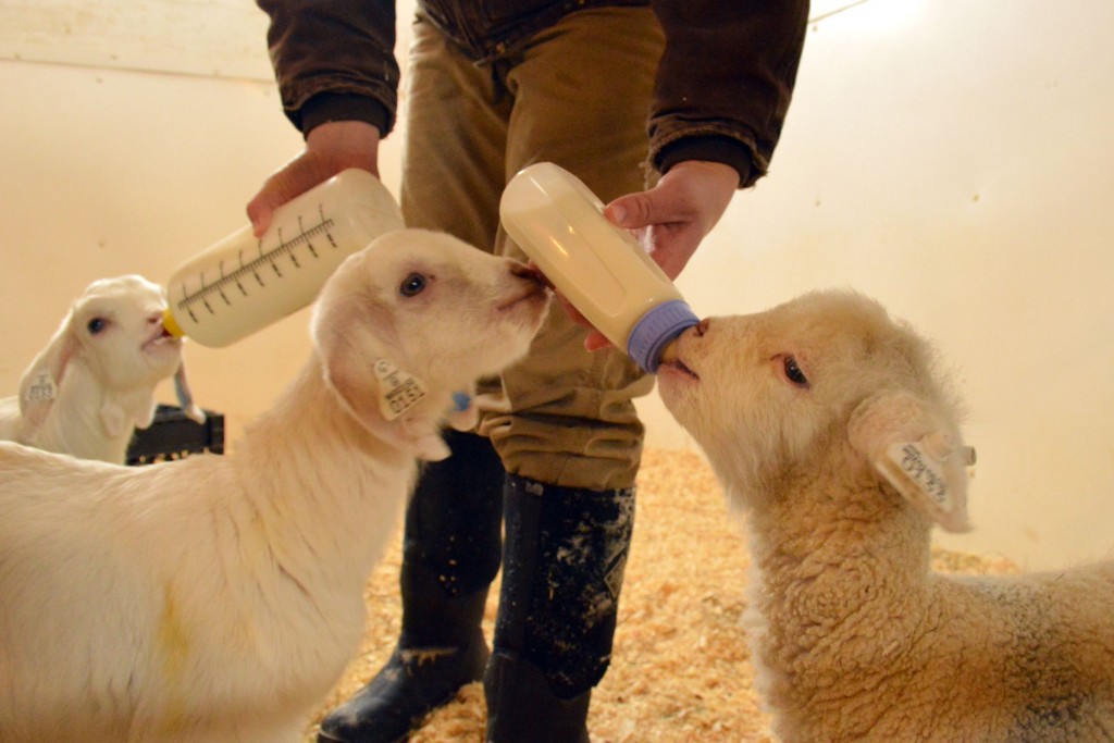 Bottle feeding lambs and kids at East Hill Farm