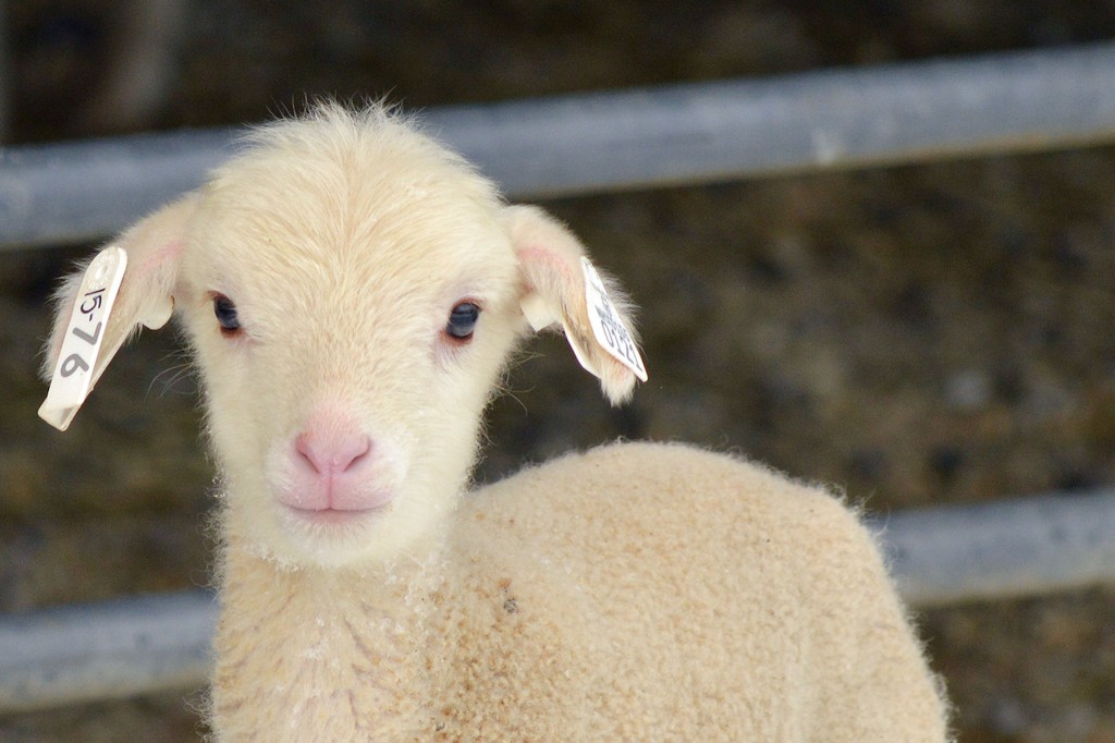 Lamb at East Hill Farm