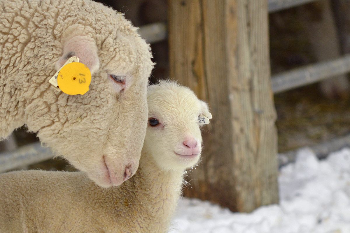 Loveable Lambs and Cuddly Kids! | The 