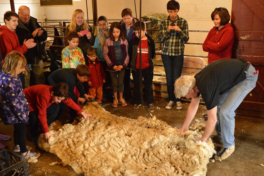 Checking out the fleece at East Hill Farm