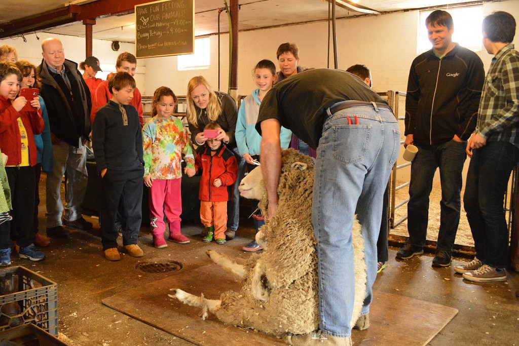 Sheep Shearing at East Hill Farm