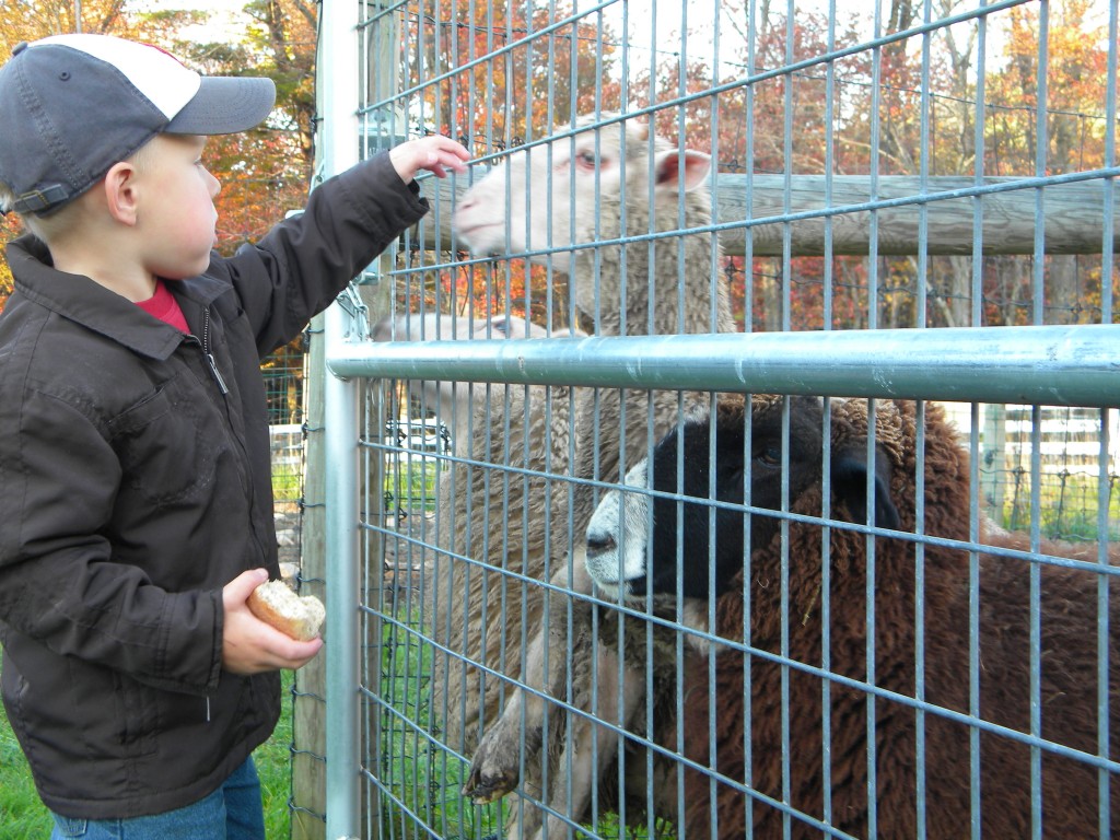 Feeding the animals on a Preschool Field Trip
