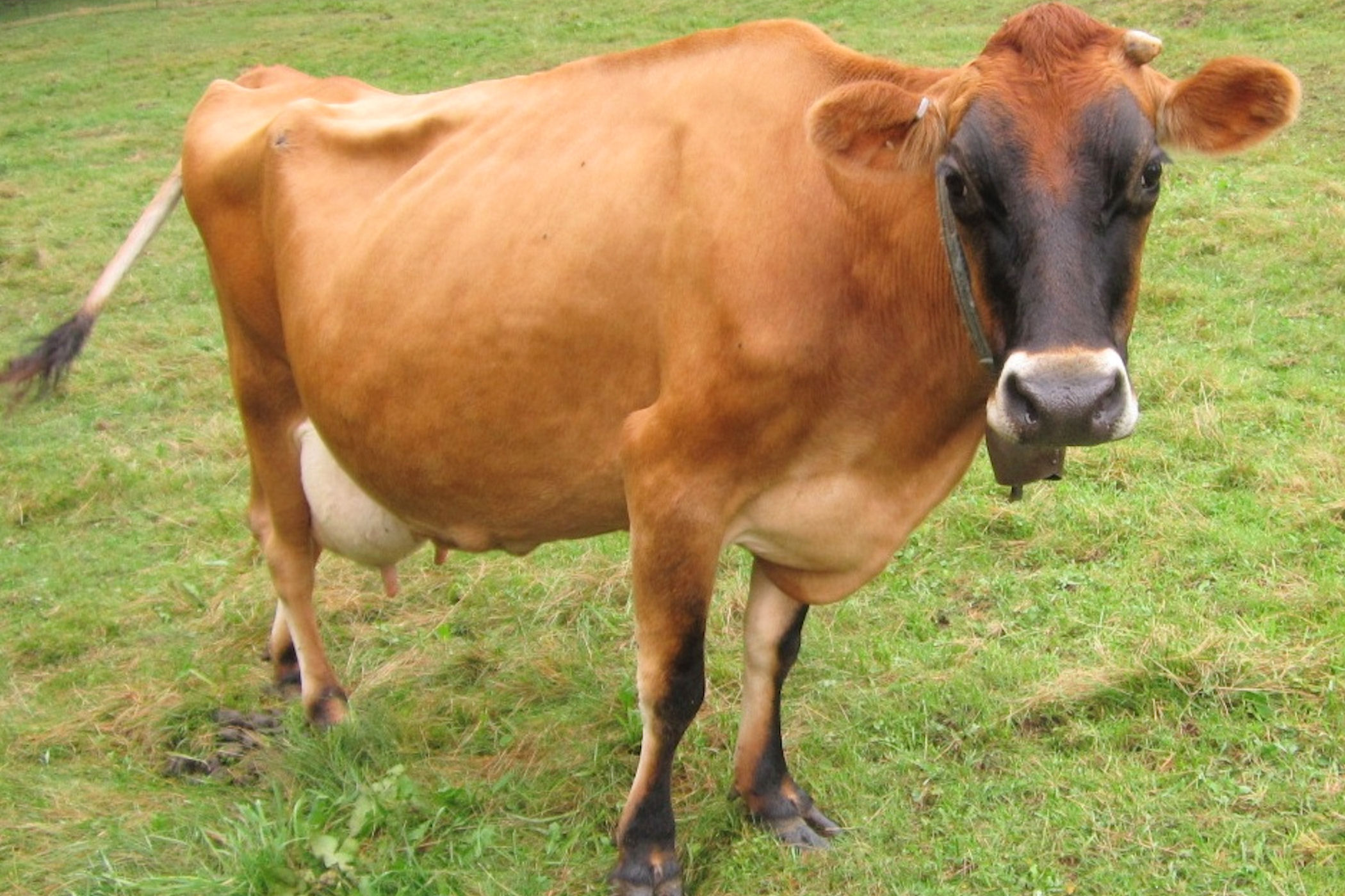 jersey cow