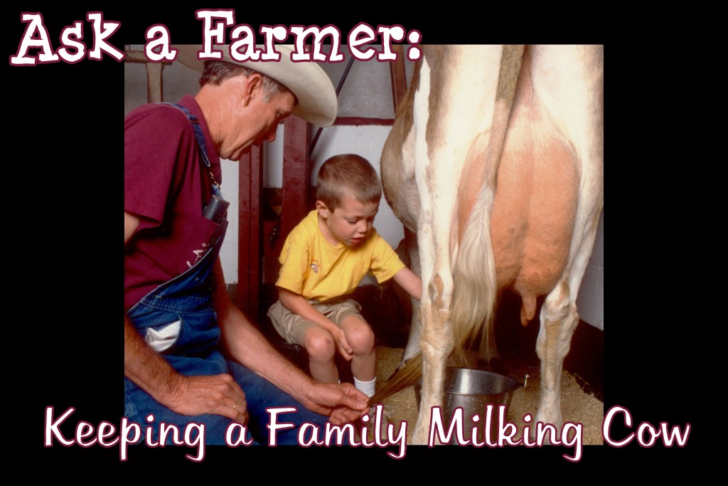 Ask A Farmer - Keeping a Family Milking Cow