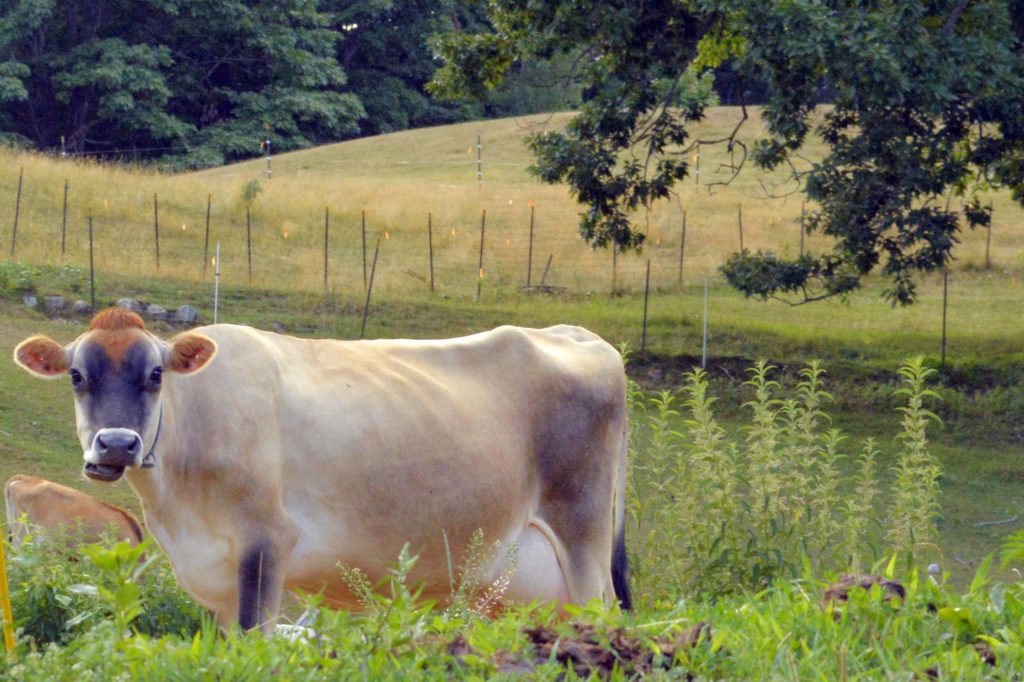 Callie Cow at East Hill Farm