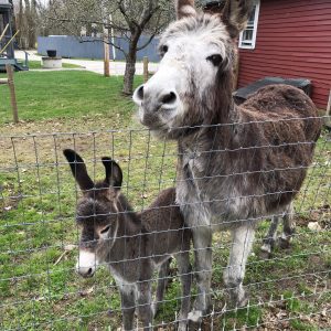 Mother and baby donkey in the pen at East Hill Farm