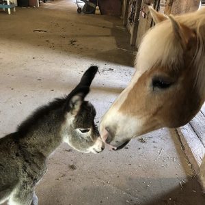 baby donkye and horse touching noses at east hill farm