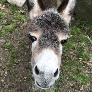 baby Donkey at East Hill Farm looking up at the camera