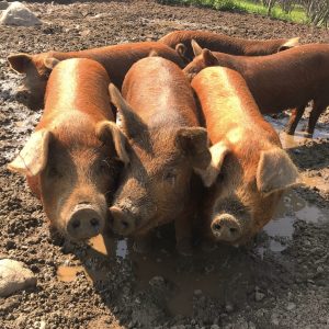 Pigs in the mud at East Hill Farm waiting for food