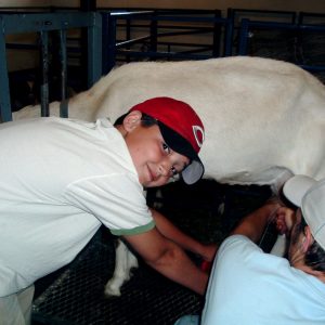 Young boy milking a goat and looking back at you at East Hill Farm School