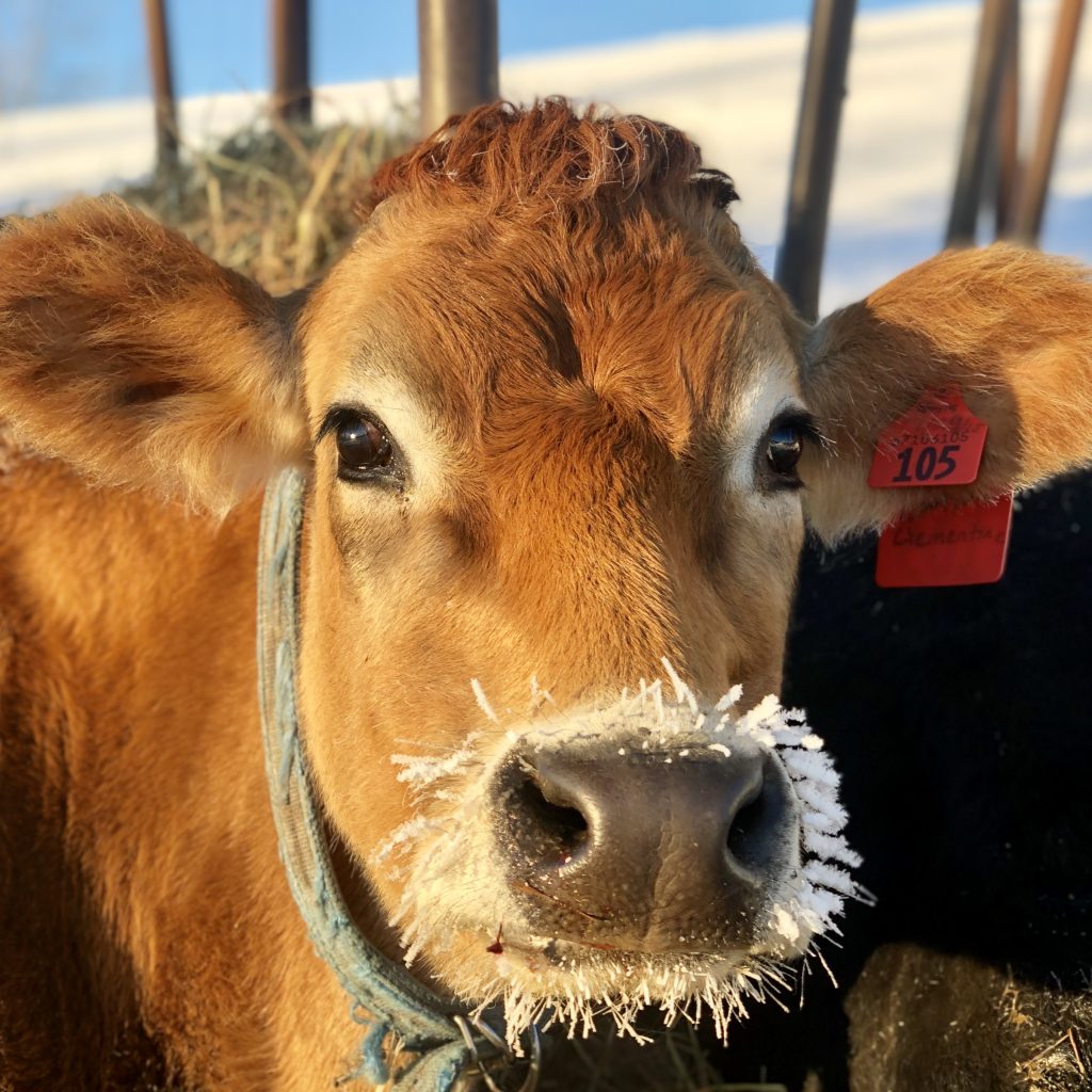 Cow with snow around its nose at East Hill Farm