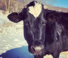 Holstein cow facing forward in the winter at east hill farm