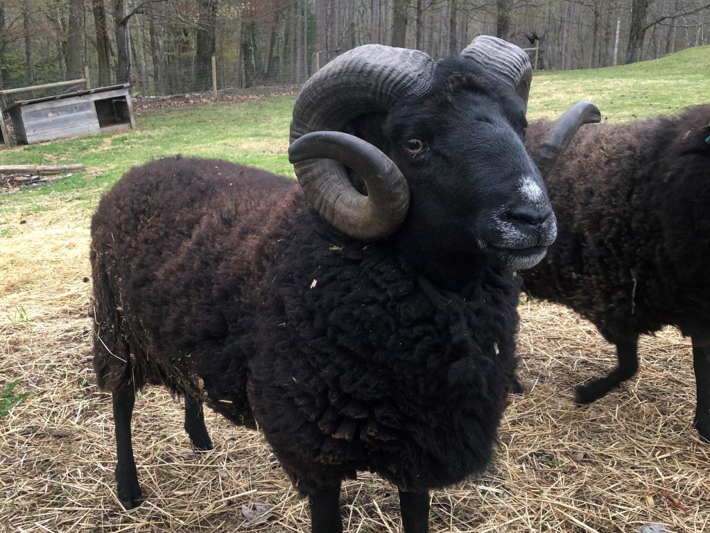 Black welsh mountain sheep with horns looking at the camera at East Hill Farm
