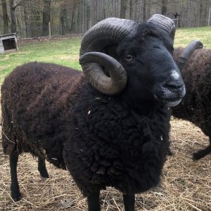 Black welsh mountain sheep with horns looking at the camera at East Hill Farm