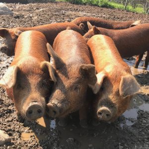 three little Piggies waiting in the mud at East Hill Farm