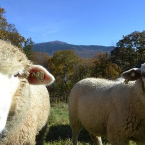 Two sheep enjoying the sunlight in front of Mt. Monadnock at the Inn at East Hill Farm