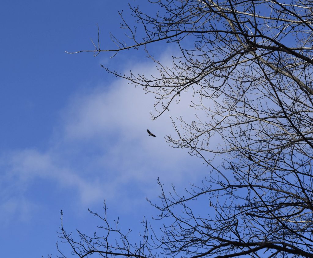 bald eagle soaring in a blue sky over east hill farm's property at silver lake