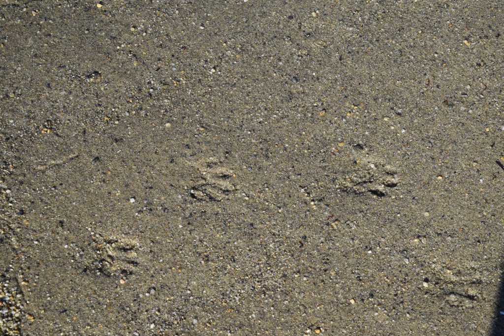 animal tracks in the sand on the beach at east hill farm's property at silver lake