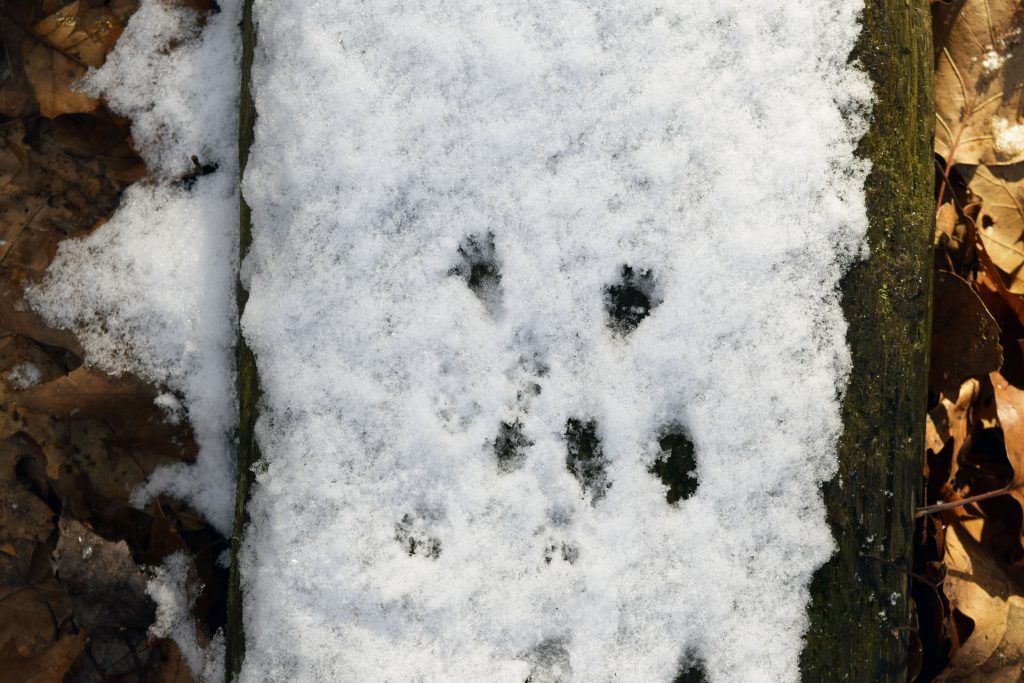 animal tracks in the snow at east hill farm's property on silver lake