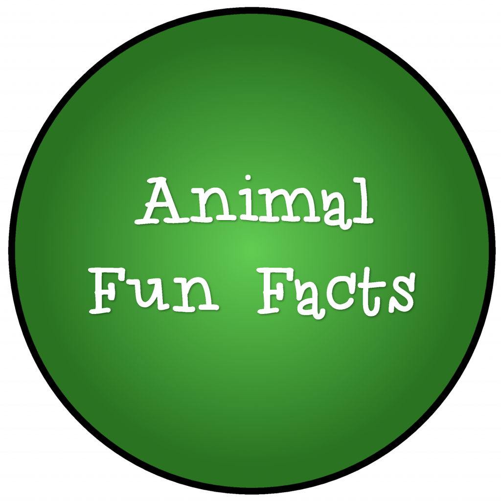 animal-fun-facts | The Inn at East Hill Farm