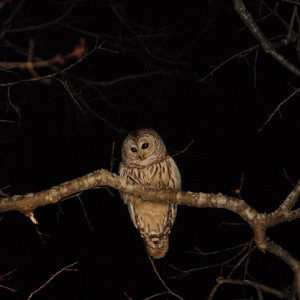 bared owl perched on branch at night at east hill farm