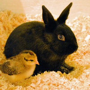 black bunnies and yellow chick resting in the shavings at east hill farm