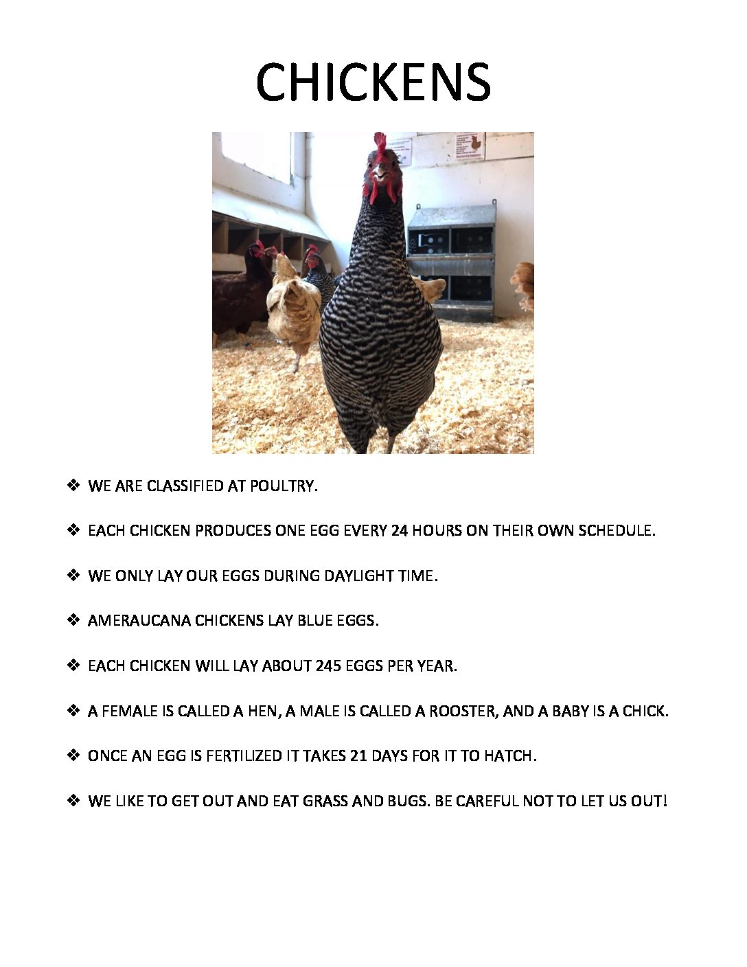 Printable Chicken Facts For Kids
