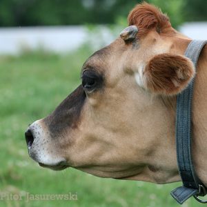 brown cow head side view in summer at east hill farm