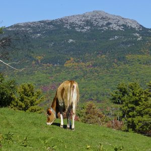 gow grazing in a green field with mt monadnock in background in early fall at east hill farm