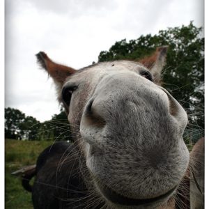 donkey nose close up in summer at east hill farm