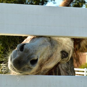 close up of donkey looking through white fence at east hill farm