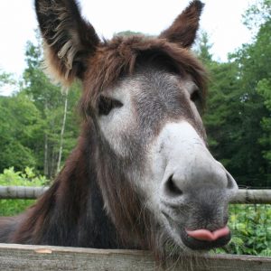 donkey sticking out tongue at photographer at east hill farm in summer
