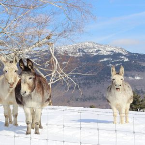 three donkeys on hill in winter with mt monadnock in background