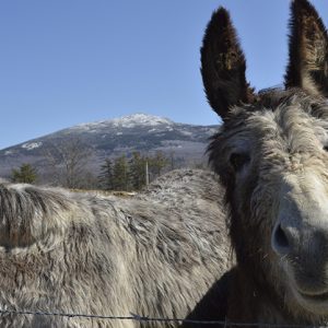 cute donkey looking at the camera with mt monadnock in the background in winter at east hill farm