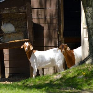 two curious white and brown goats poking heads out of barn bunnies in background at east hill farm
