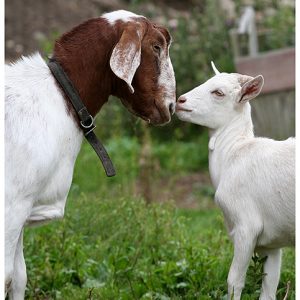 two goats meeting by touching faces in affection at east hill farm