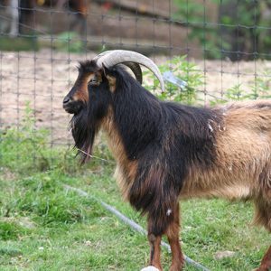 brown and black goat ram with horns standing proudly at east hill farm