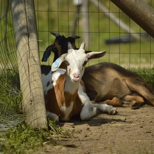 two goats relaxing in the shade on a hot summer day at east hill farm