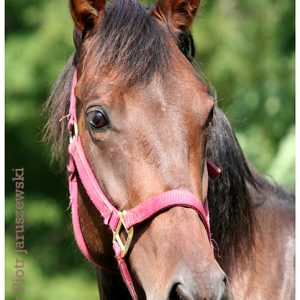 brown horse head shot with red halter at east hill farm