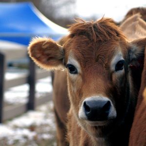 young brown cow looking at the camera in the winter at east hill farm
